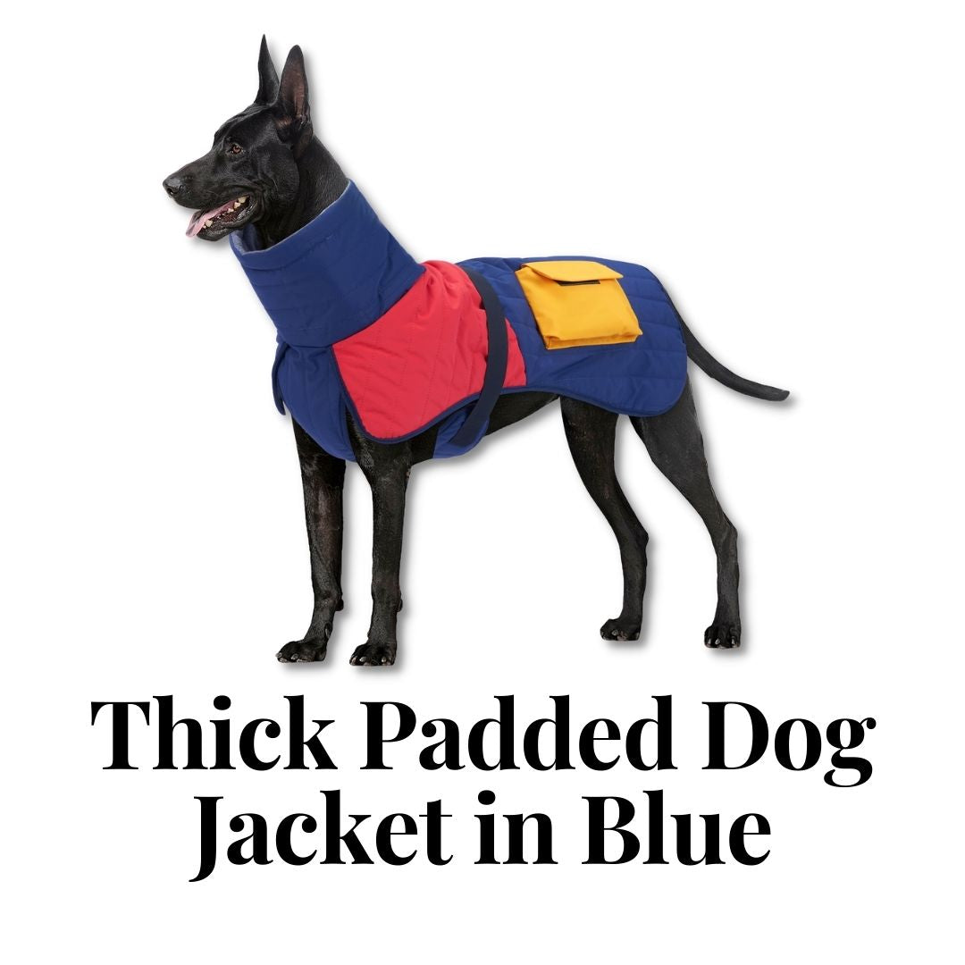 Thick Padded Dog Jacket in Blue