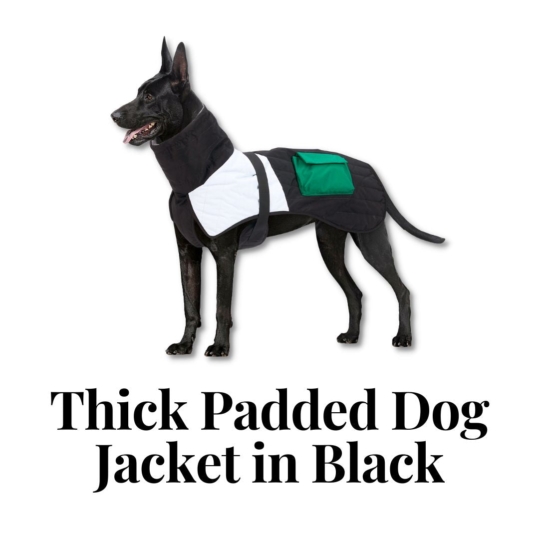 Thick Padded Dog Jacket in Black